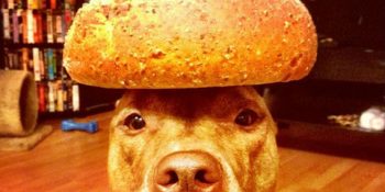 Scout’un Kafasındaki Cisimlerle Bize Vermeye Çalıştığı 25 Mesaj