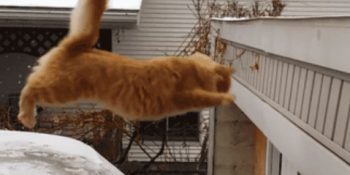 İdolü Hezârfen Ahmet Çelebi Olan 26 Hayvan Kardeş