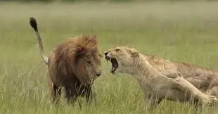aslan