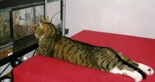 kedi-akvaryum