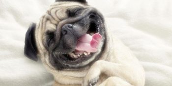 11 Maddede Temel Köpek Davranışları ve Açıklamaları