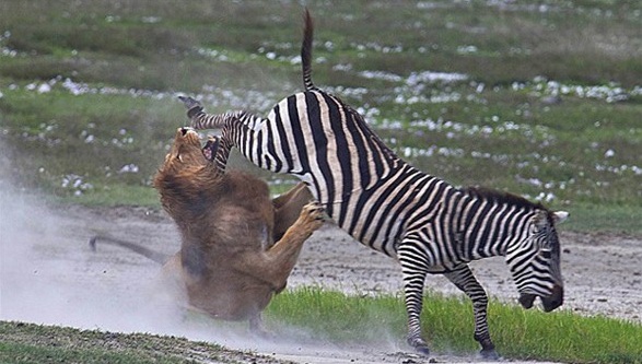 zebra-at-tekme