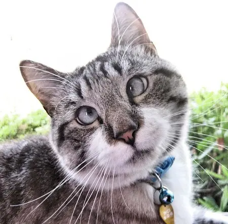 03-sasi-kedi