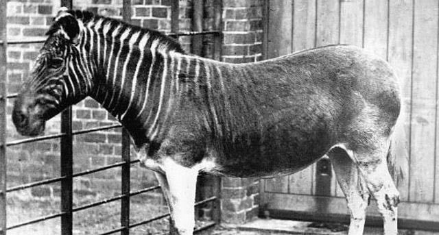 1870-zebramsi
