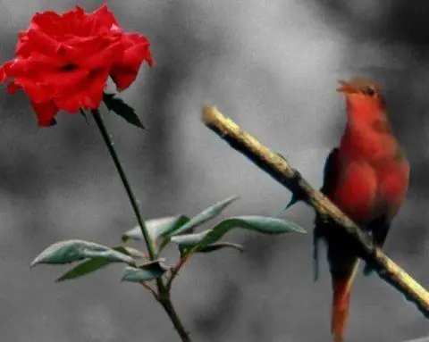 gul-bulbul