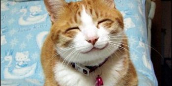 Kedi Sahiplerine 23 Maddelik Mart Ayını Hasarsız Atlatma Rehberi!