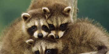 Karakterlerini Anlatan 20 Görüntüyle Pek Sevgili Rakun Kardeşler