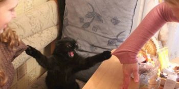 Muhtemelen Sahiplerinden İllallah Demiş 26 Atarlı Kedi