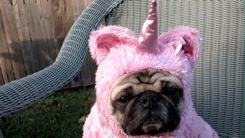doglovex