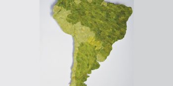 Güney Amerika’nın Bağrından Her Derde Deva 5 Kutsal Bitki