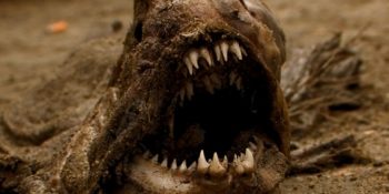 Görünce ”O Ney La?” Dedirten 23 Hiç Görmesek Daha İyi Canlısı