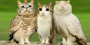 12 Kareyle Mini Mini Bir Kedi Donmuştu Pencereme Konmuştu