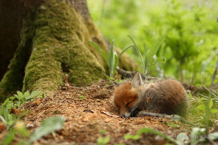 tilki-amazing-fox-photos-11