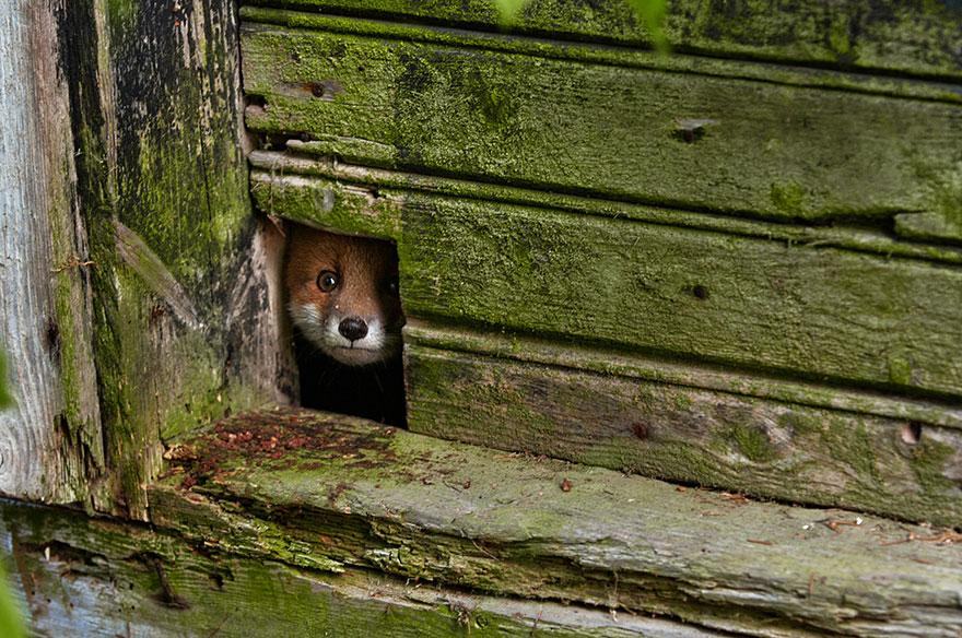 tilki-amazing-fox-photos-19