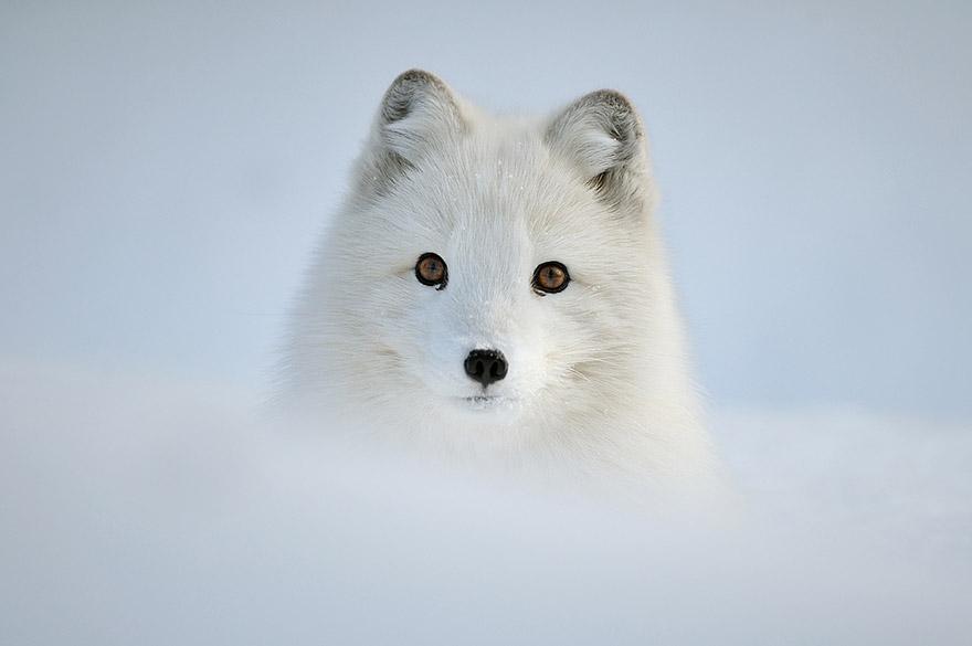 tilki-amazing-fox-photos-5