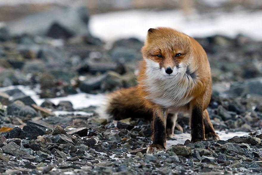 tilki-amazing-fox-photos-8