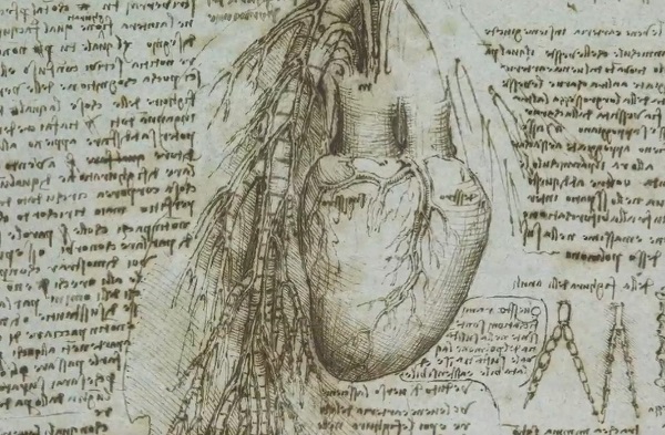 Papadan gizli anatomi calismalari-leonardo-da-vinci
