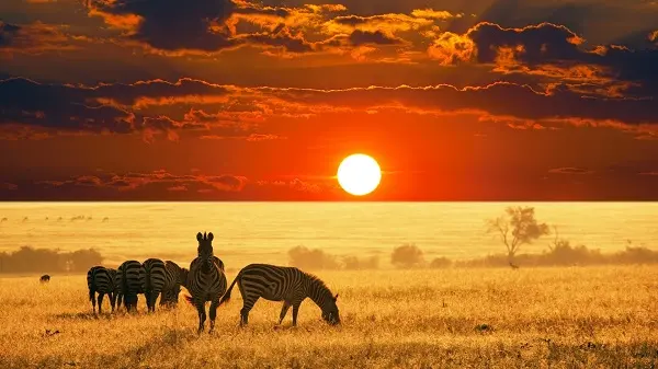 afrika-vizesi-yok