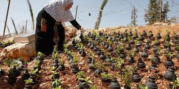 Filistin’in de Derdi Aynı: Biber Gazı Oley!