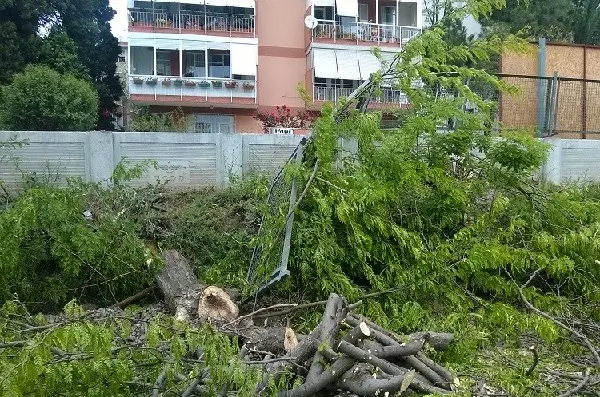 kesilen-agac-03