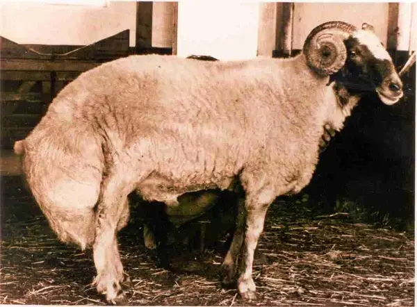 koc-gibi-koc
