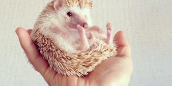 Geride Bıraktığı İç Isıtan Fotoğraflarıyla Uçan Kirpi Darcy