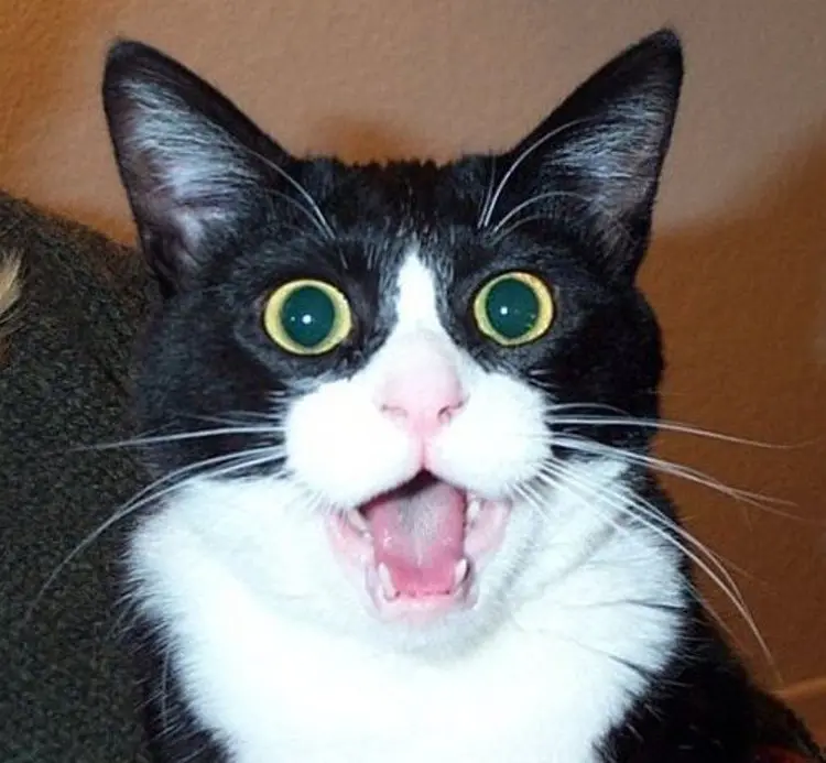 Cat_006