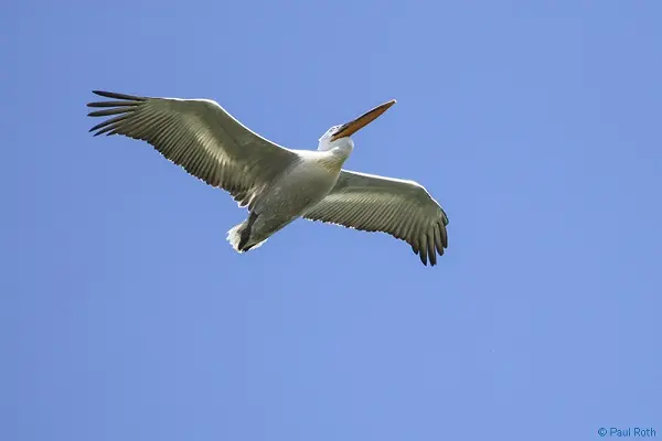 Pelecanus-crispus