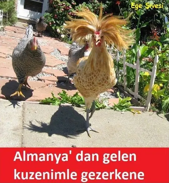 alamanci-akraba