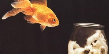 Balık Burcunun Aslında Hiç de Ezik Olmadığına Dair 18 Kanıt