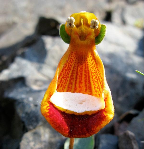 flowers-look-like-animals-people-monkeys-orchids-pareidolia-1