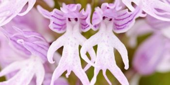 Aslında Çok Başka Şeylere Benzeyen 17 Garip Çiçek