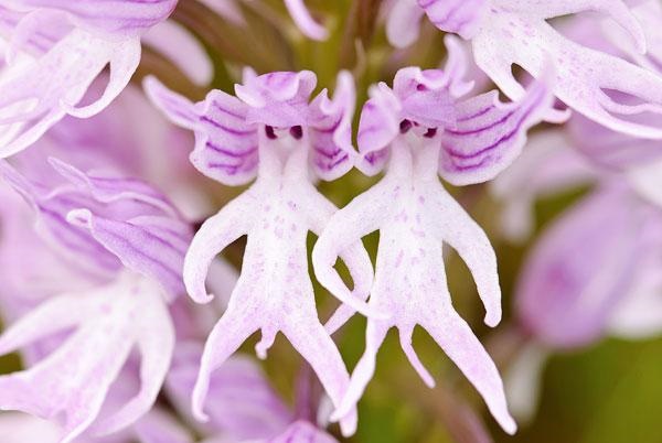flowers-look-like-animals-people-monkeys-orchids-pareidolia-18