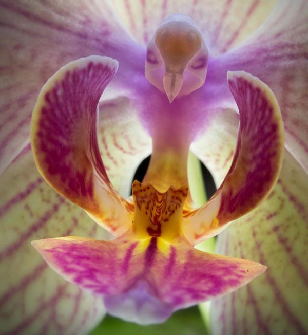 flowers-look-like-animals-people-monkeys-orchids-pareidolia-9