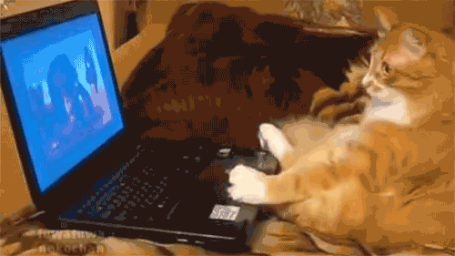 komik-kedi-laptop