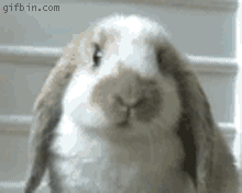 rabbit-nom-nom-komik