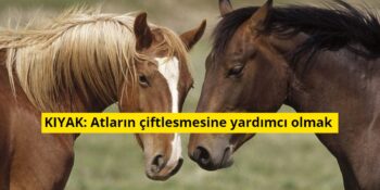 Sıkça Kullanmamıza Rağmen Bambaşka Anlamlara Sahip 26 Kelime