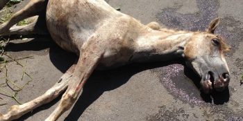 21 Kareyle Hayvanlara İşkenceden Başka Bir Şey Olmayan Eylemler