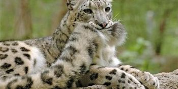 Hayvanların Pek de Bilmediğimiz 22 Muhteşem Özelliği