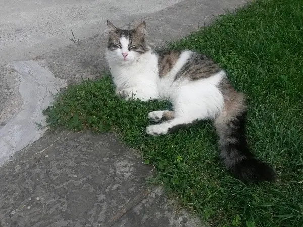 istanbul-kedileri-01