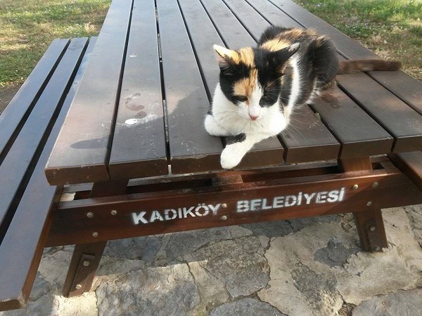 istanbul-kedileri-11