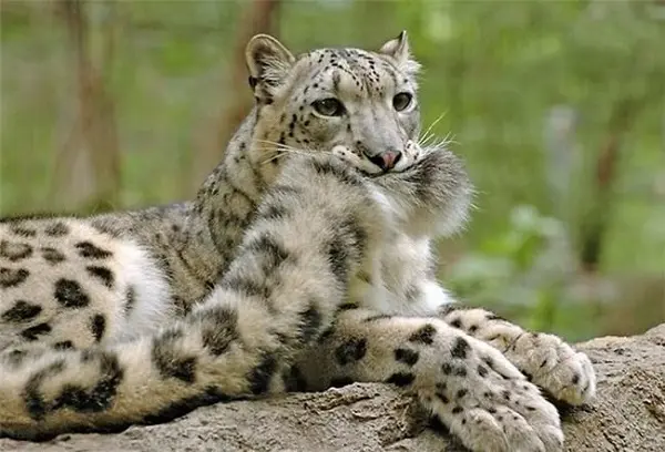kar-leopari-kuyruk