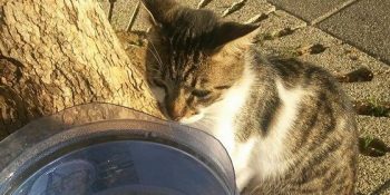 En Az Bizim Kadar Susamış Olabilecek 20 Güzel Kedi Kardeş