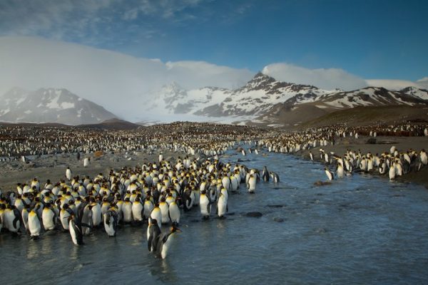 Penguins at Saint Andrews Bay - 2014-06-18_265805_outdoor-scenes.jpg