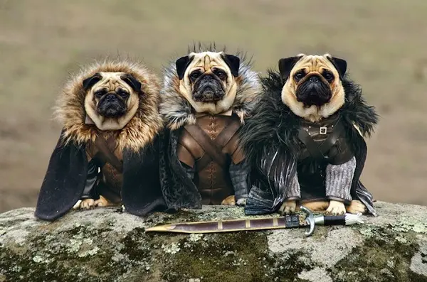 rob-ned-jon