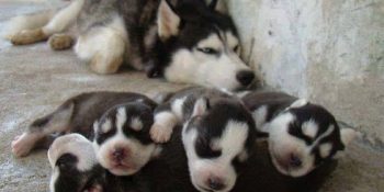 En Az 3 Çocuk Sözünü Fazla Ciddiye Almış 32 Aile Fotoğrafı