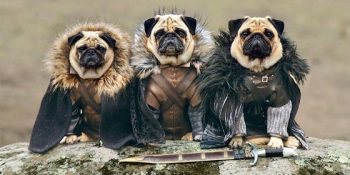 12 Yaratıcı Çalışma İle Westeros Köpekleri