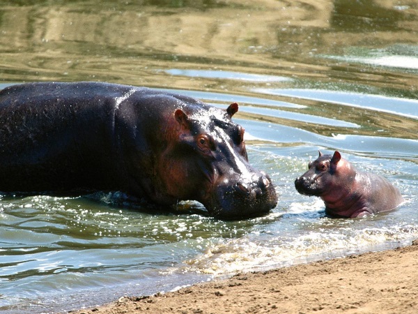 yavru-hipopotam