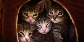 Biraz Daha Empati: 5 Yavru Kedinin Sıcacık Kurtarılma Hikayesi