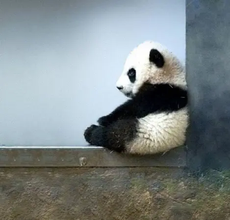 yeni-dogmus-panda